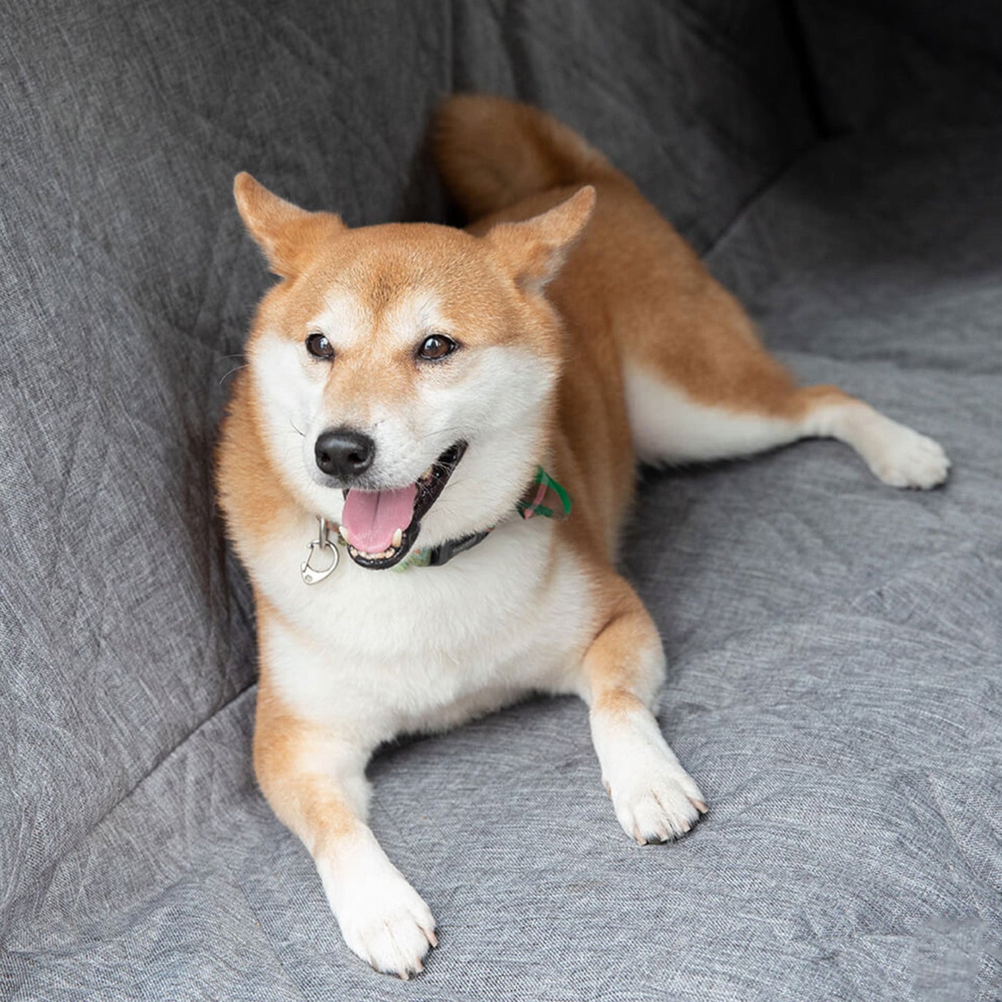 Vattentät och repbeständig hundbilsskydd