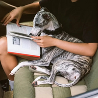 Achterstoeltje Voor Honden – Eenvoudige Installatie En Stabiliteit 